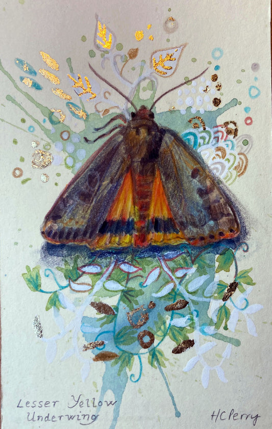 Lesser Yellow Underwing.