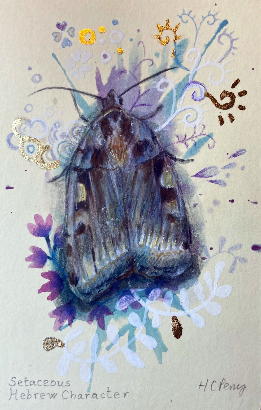 Setaceous Hebrew Moth.