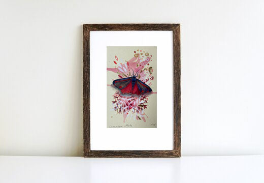 Cinnabar Moth.