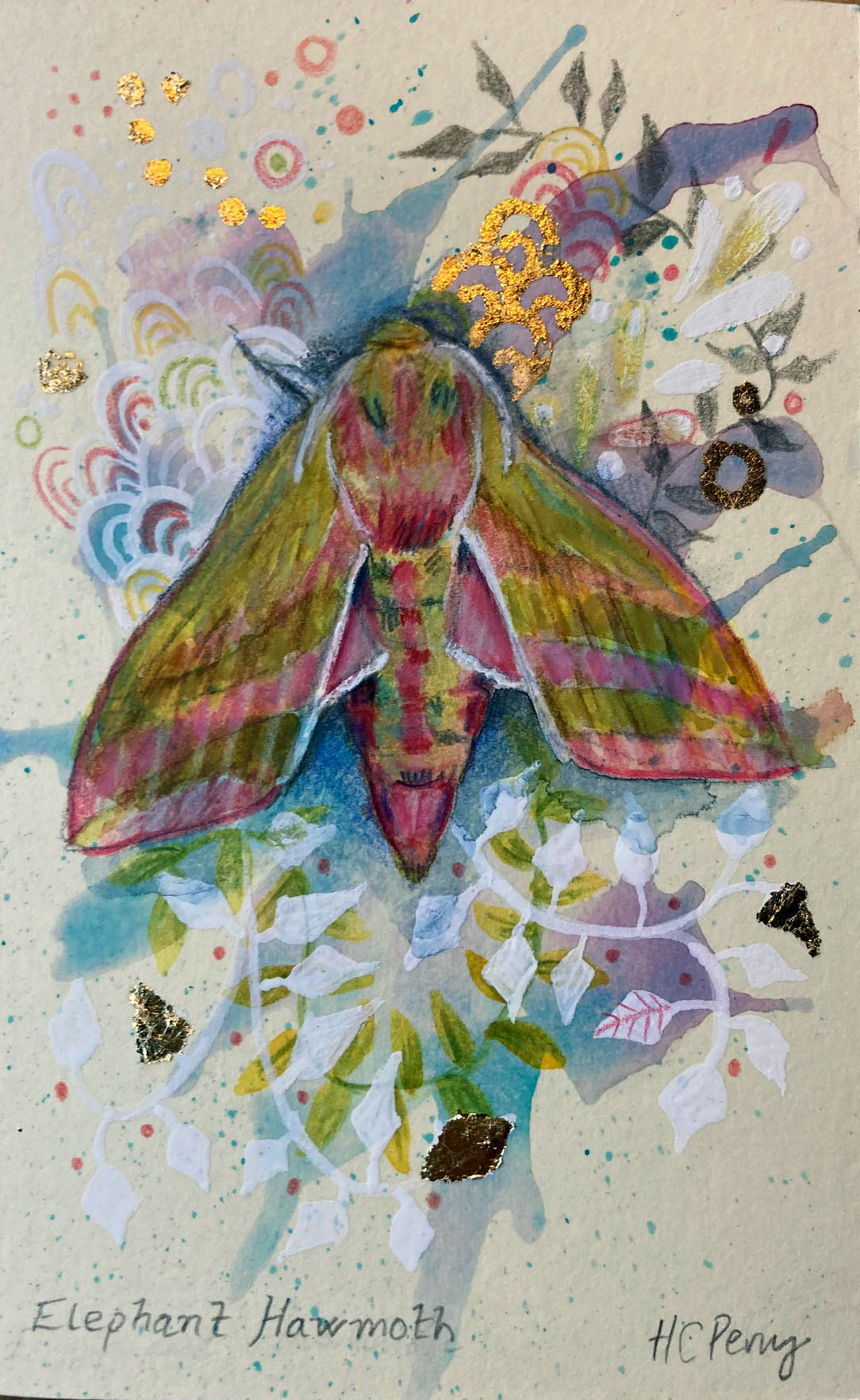 Elephant Hawkmoth.