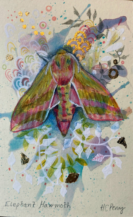 Elephant Hawkmoth.