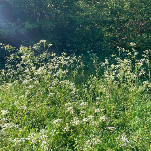 Seasonal overwhelm and a lesson from the gods, I mean dogs.