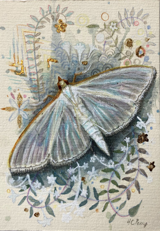 Jasmine Moth.